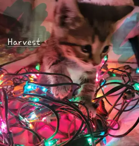Harvest photo 5