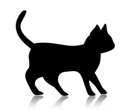 Generic Kitten