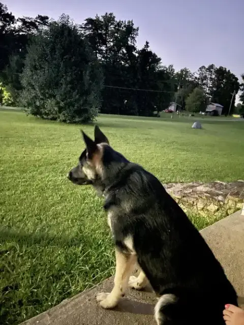 Zeke photo 2