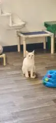 Cat 27520 photo 2
