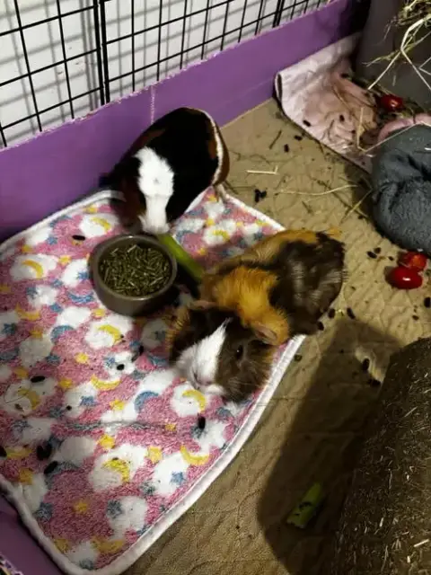 Cocoa And Alfie
