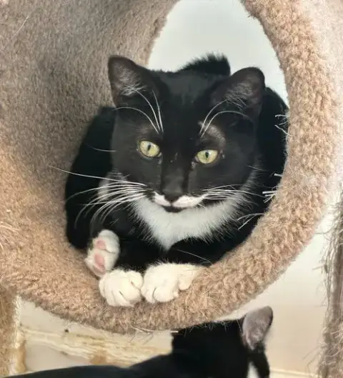 Friskies photo 4