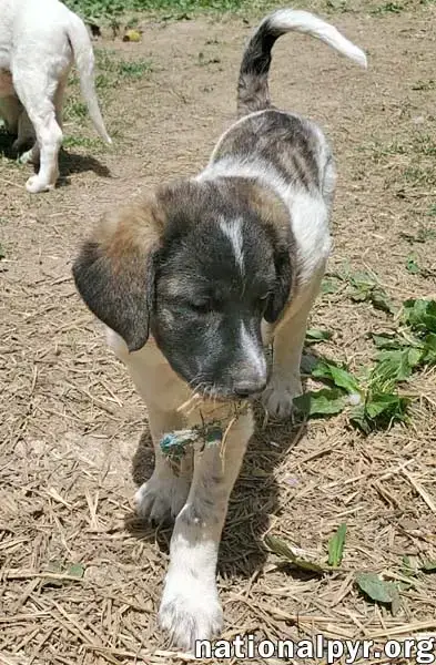 Cheddar In Ky photo 3