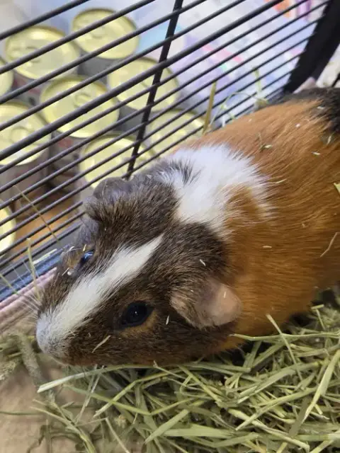 Cappy photo 3