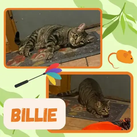 Billie photo 3