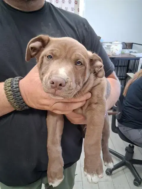Rolo