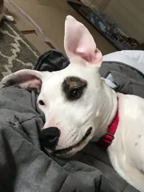 Leila photo 3