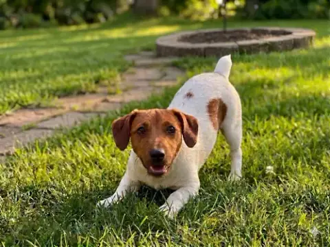 Rocky photo 3