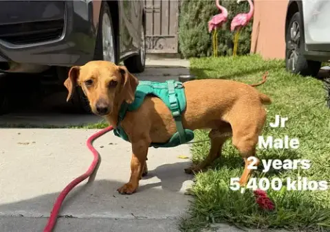 Junior *Foster Home Needed* photo 4