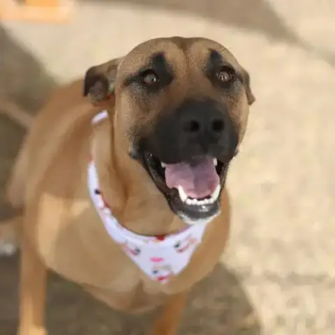 Lulu