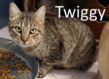 Twiggy