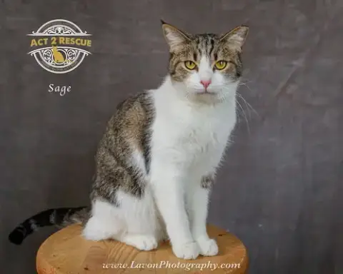 Sage 2 photo 5