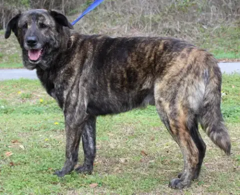 Scrappy 43187 photo 3