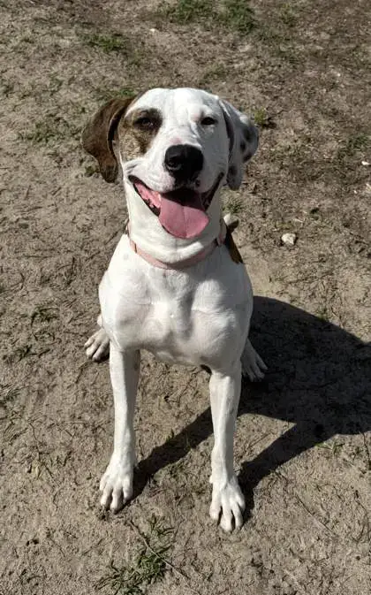 Cooper