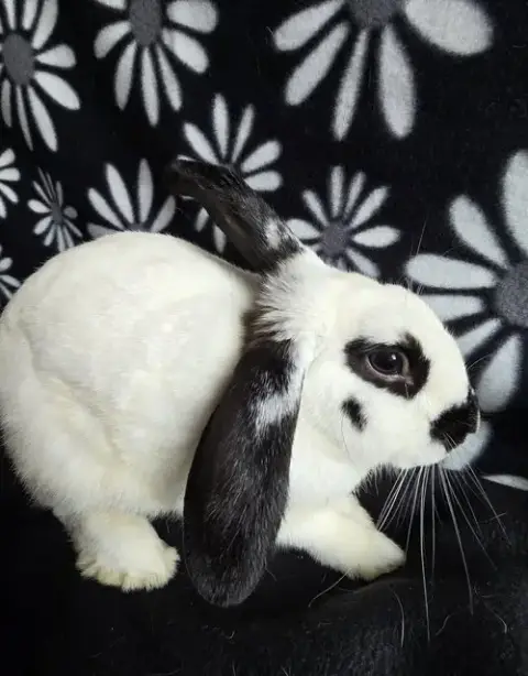 Todd photo 4