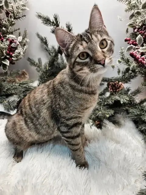 Kitten  Katniss