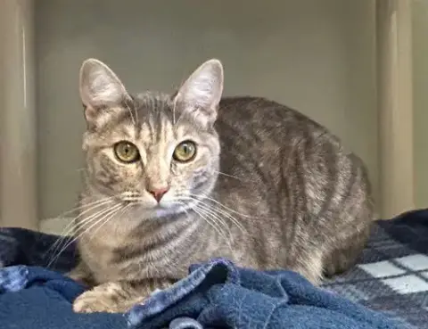 Mimi