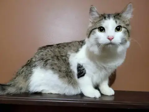 Monica