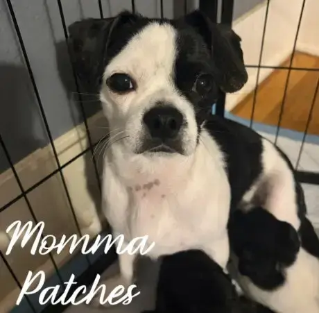 Momma Patches