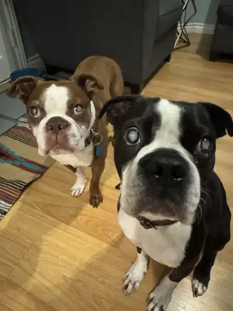 Buddy & Obi photo 2