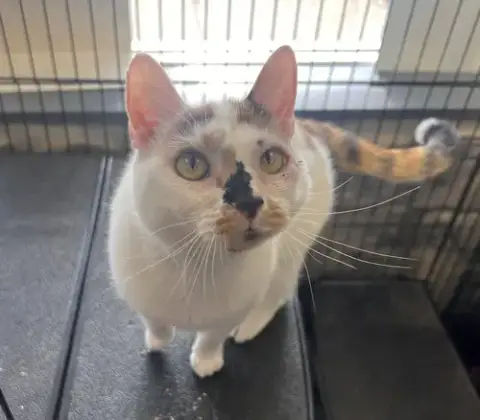 Hazel- Must Apply In Person