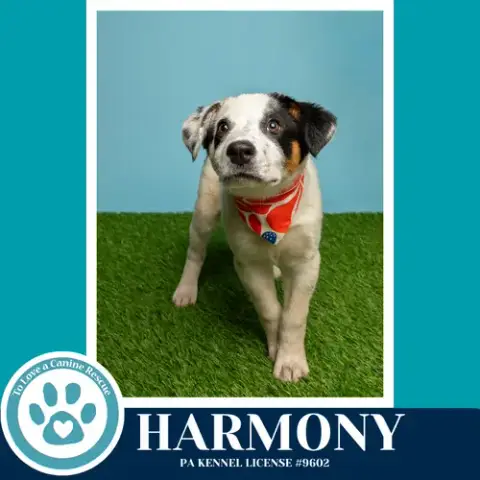 Harmony photo 3