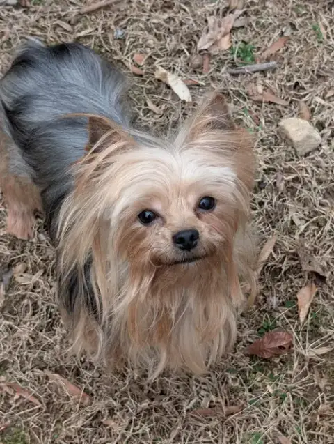 Dallas photo 4