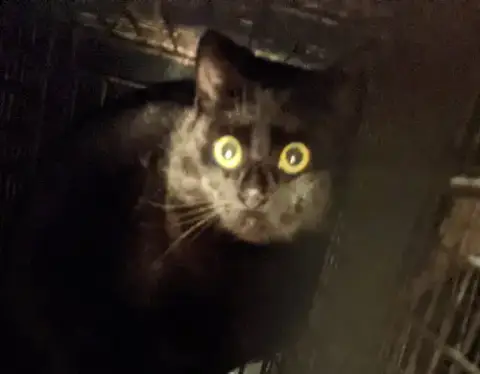 Barn Home Cats photo 2
