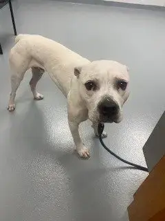 Mochi