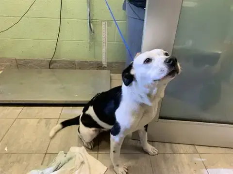 Lena