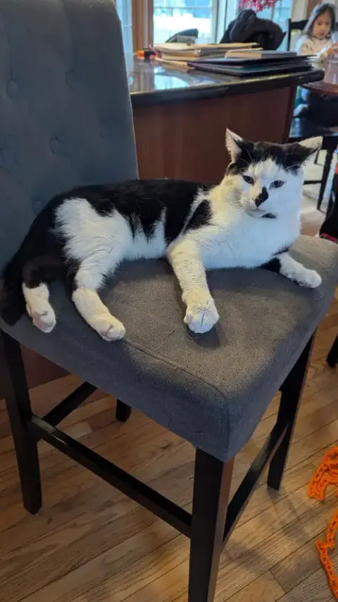 Patches photo 2