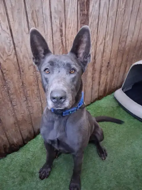 Bo Maverick photo 3
