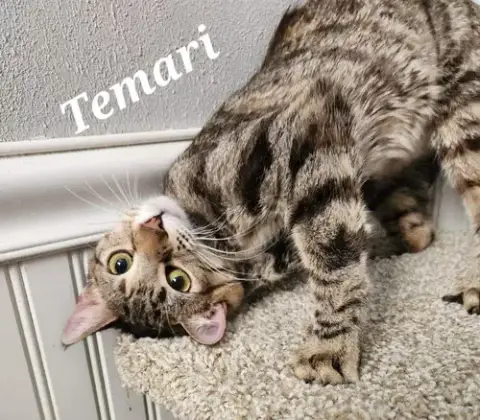 Temari photo 3