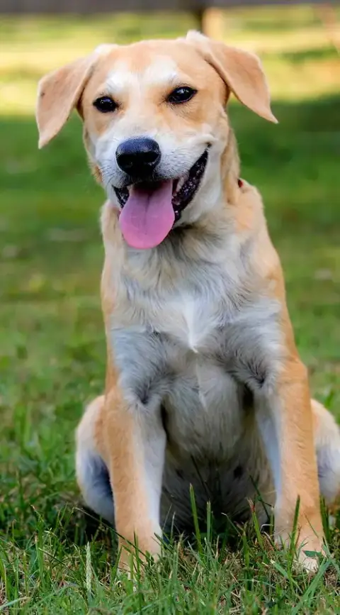 Puppy Gabriel