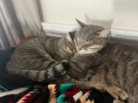 Nismo & Chai photo 2