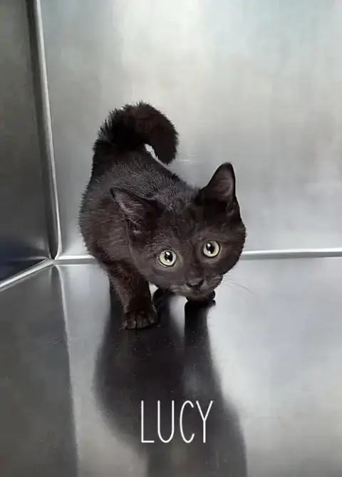 Lucy photo 2