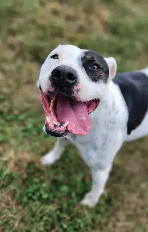 Delilah(Terrier)