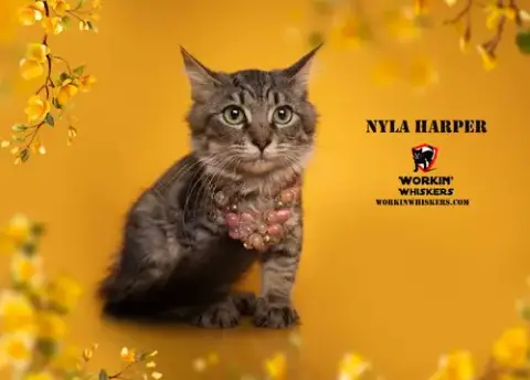 Nyla Harper photo 5