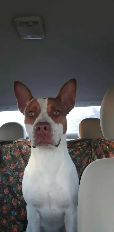 Ajax