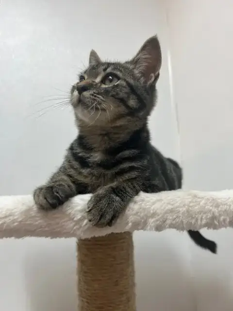 Moppet photo 4
