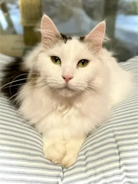 Mia