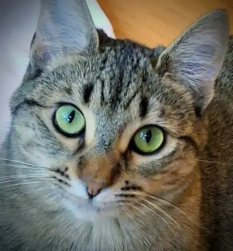 Leoni
