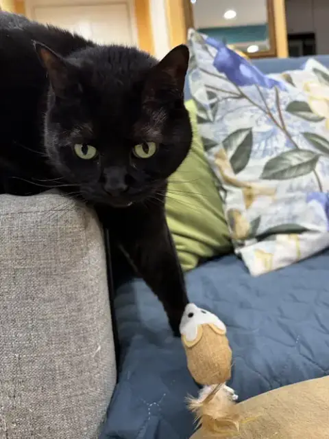 Jada *Declawed* photo 2
