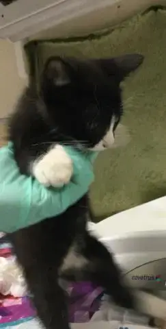 Tux