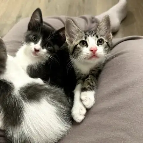 Survivor Litter photo 3