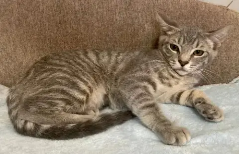 Tigerbell