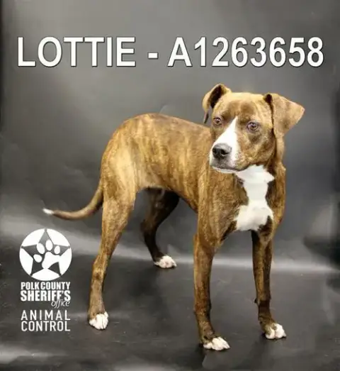 Lottie