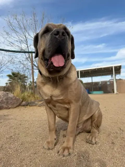 Enzo photo 5