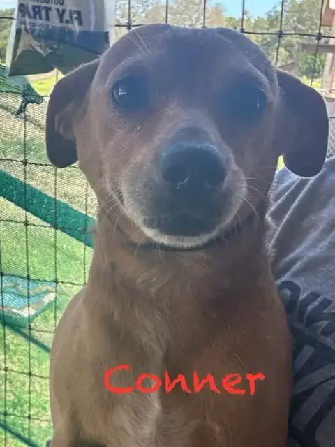 Conner A720096 photo 4
