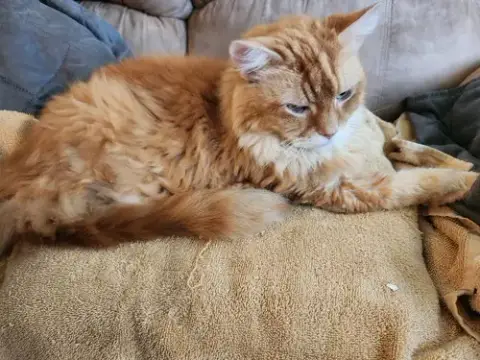 Mr. Orange